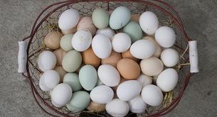 Benefits of fresh chicken eggs