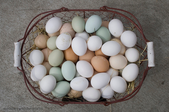 a lot of healthy eggs