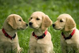 3 cute golden retriever